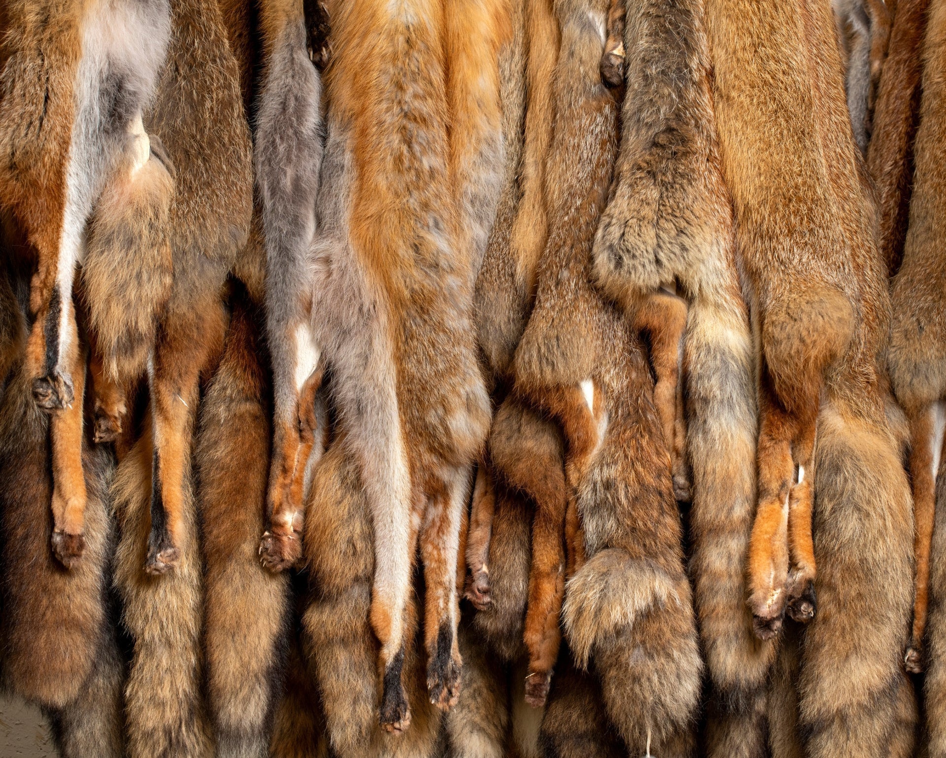 neuenschwander fellshop fuchsfelle aufgehängt