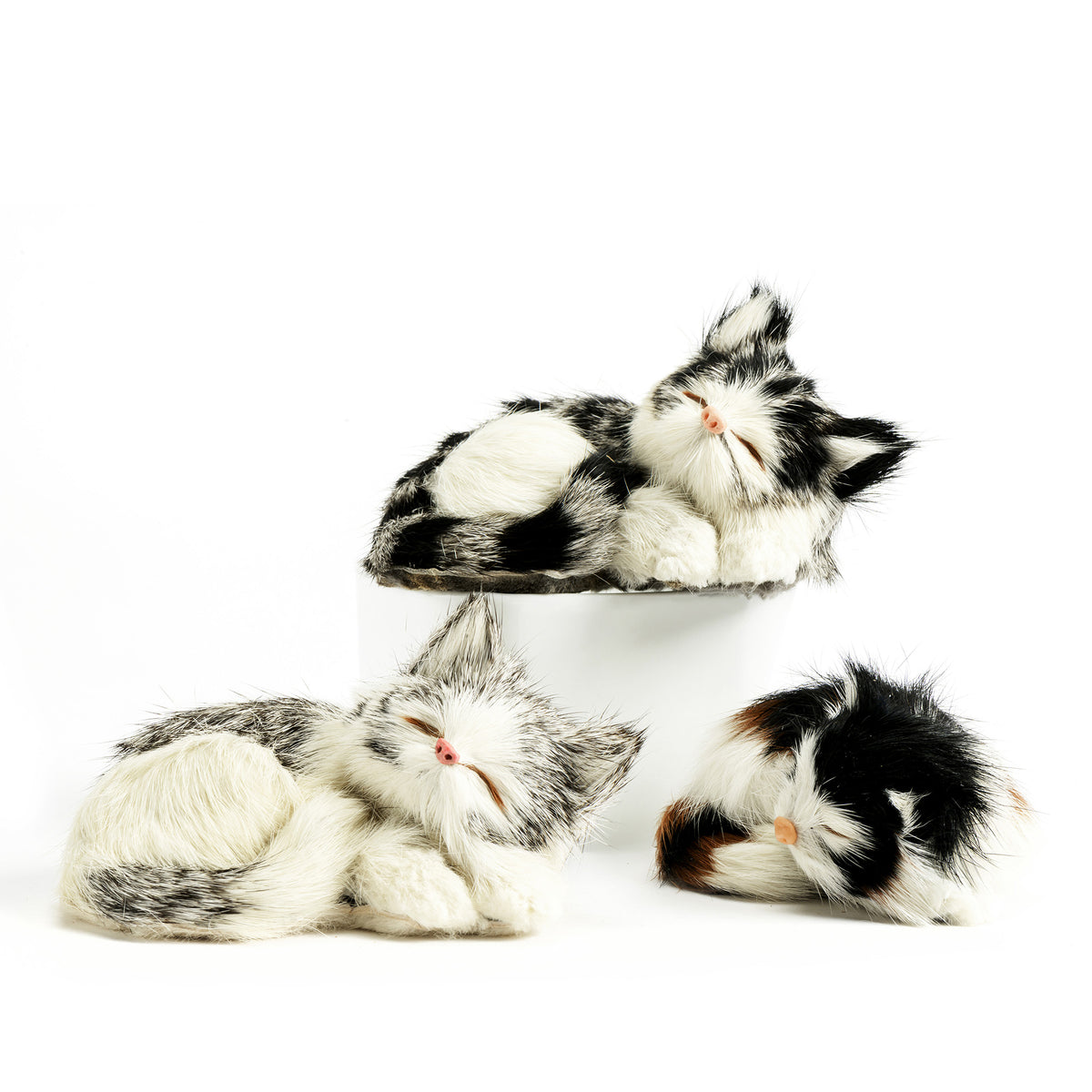 3 furry kitten sleeping small