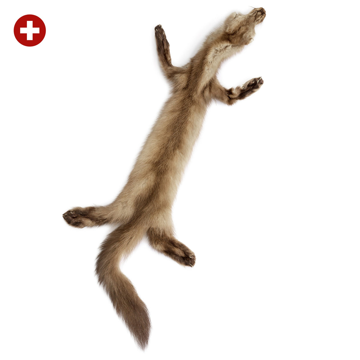 neuenschwander marderfell baummarder rund schweiz