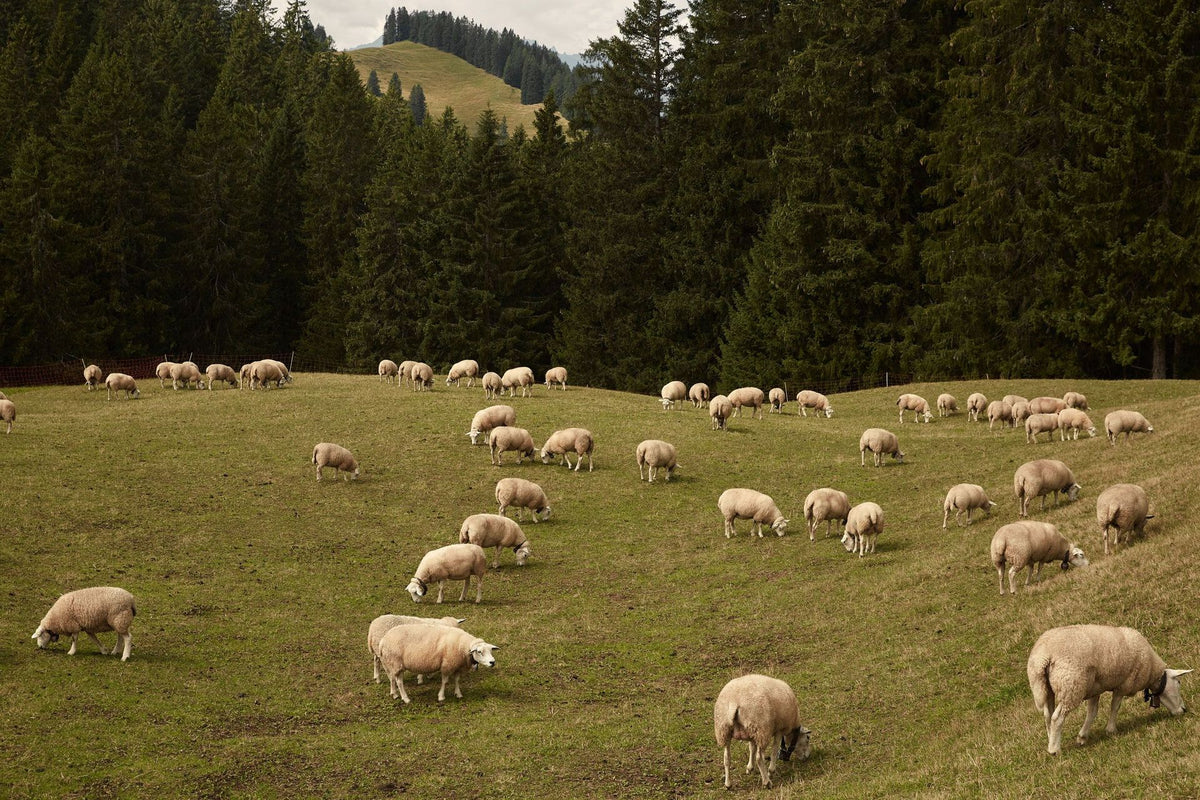 Schafe Schweiz Biodiversita╠êt Schaffelle